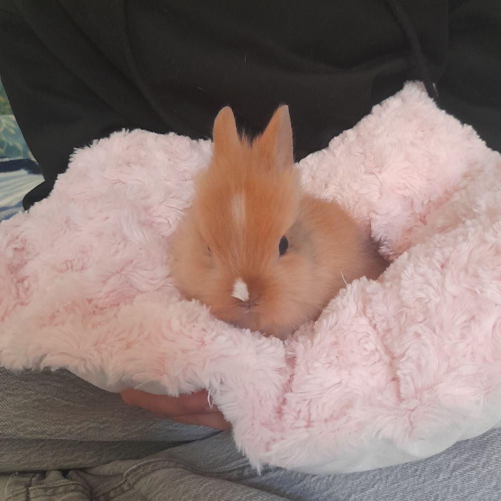 Lapin t&ecirc;te de lion 0 83830 Callas