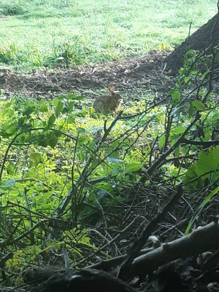 Lapins de garenne 20 29710 Ploz�vet