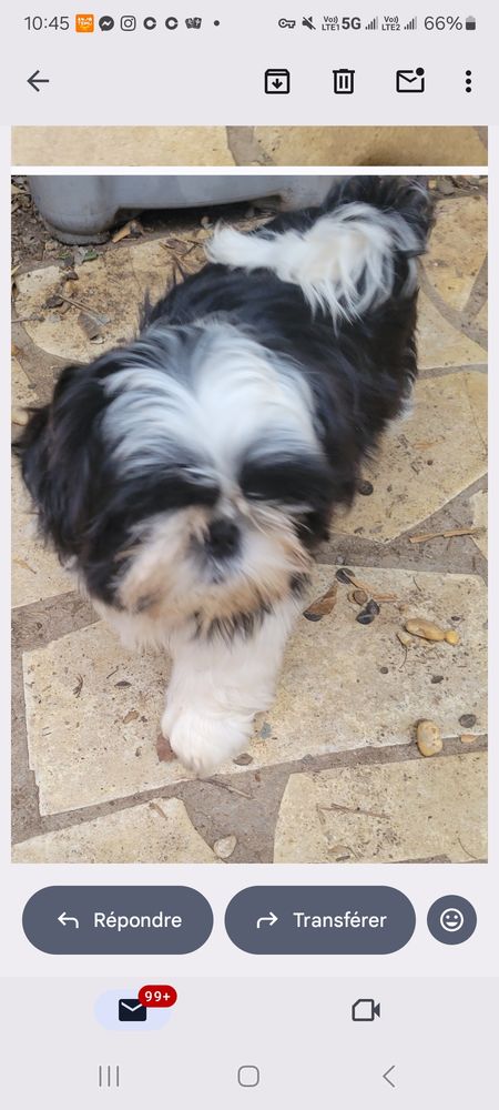 Petite shih tzu femelle de  3 mois LOF 1400 34300 Le grau d'agde