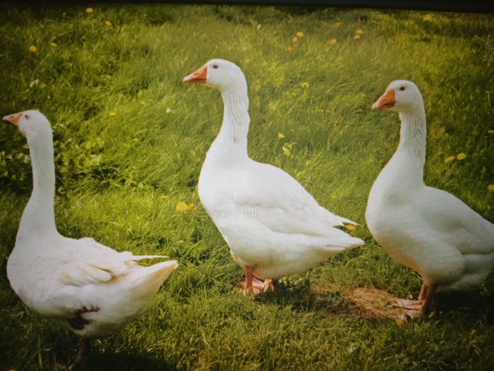 3 Oies 130 30100 Al�s