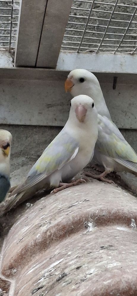 Ins&eacute;parables rosecolis 40 85360 La tranche-sur-mer