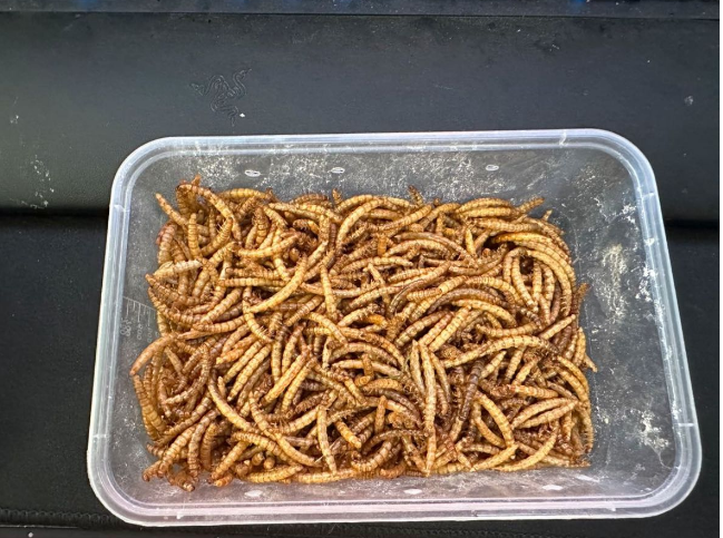 Vers de Farine vivant 10 77370 Rampillon