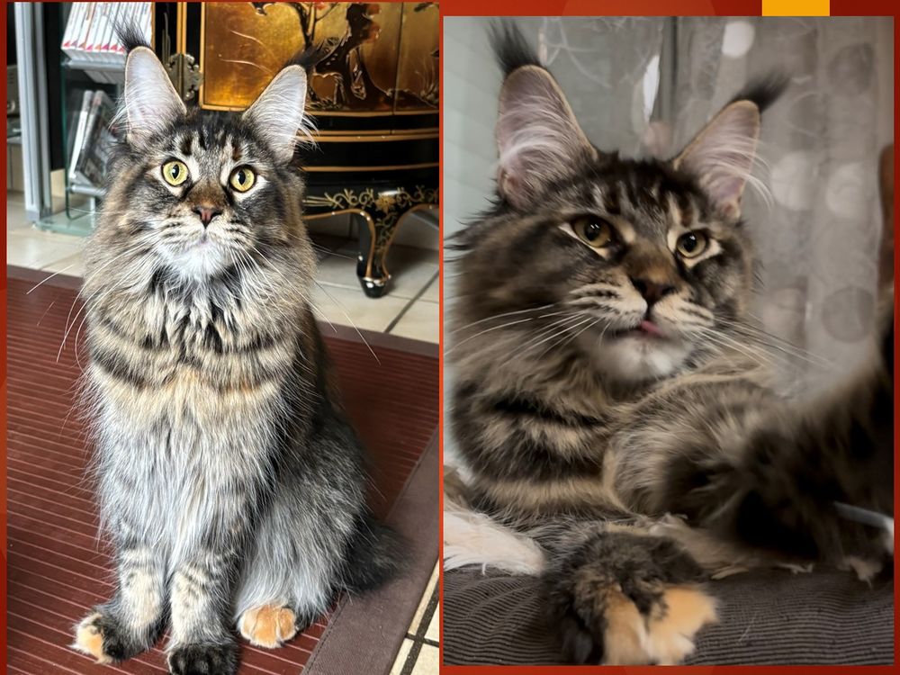 Chaton Maine Coon LOOF Femelle 900 42290 Sorbiers