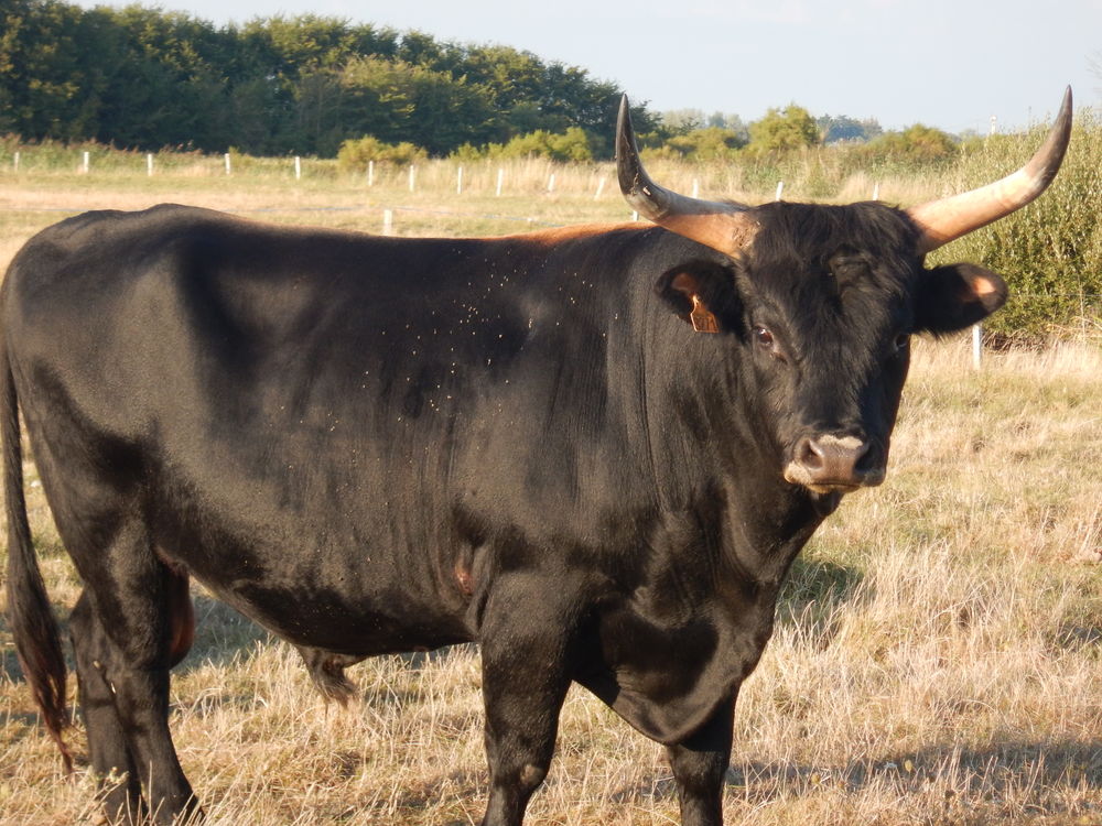 vache et taureau Aurochs 1200 85690 Notre-dame-de-monts