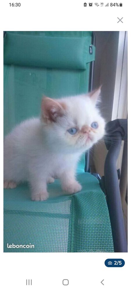 CHATONS EXOTIC SHORTHAIR persan poil court COLOURPOINT LOOF 1500 45100 Orleans