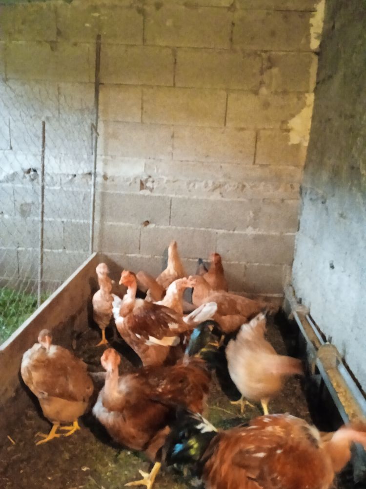  &eacute;levage particulier de chapons    16  euro le kilo 0 84240 La tour-d'aigues