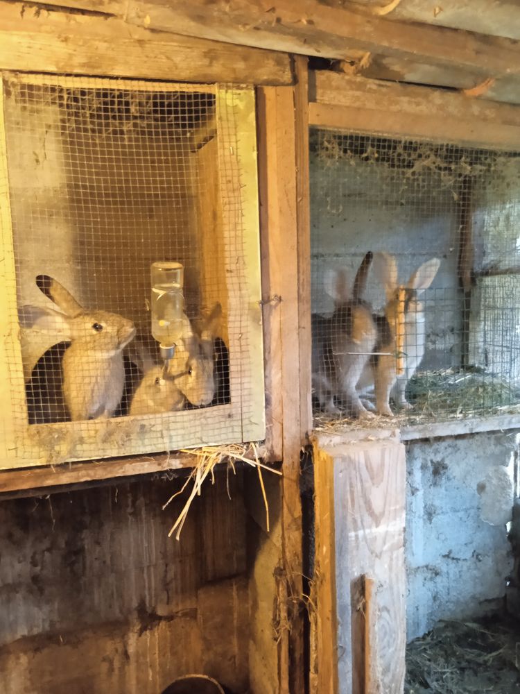 particulier lapins 0 84240 La tour-d'aigues