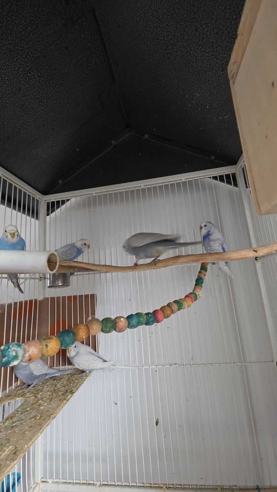 Perruches ondul&eacute;s &eacute;lev&eacute;s dans une voli&egrave;re 10 38100 Grenoble