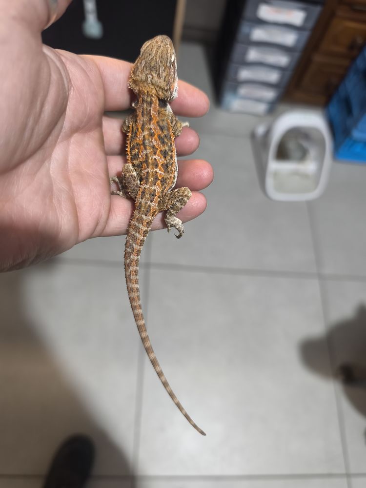 Pogona , dragon Barbu 90 80080 Amiens