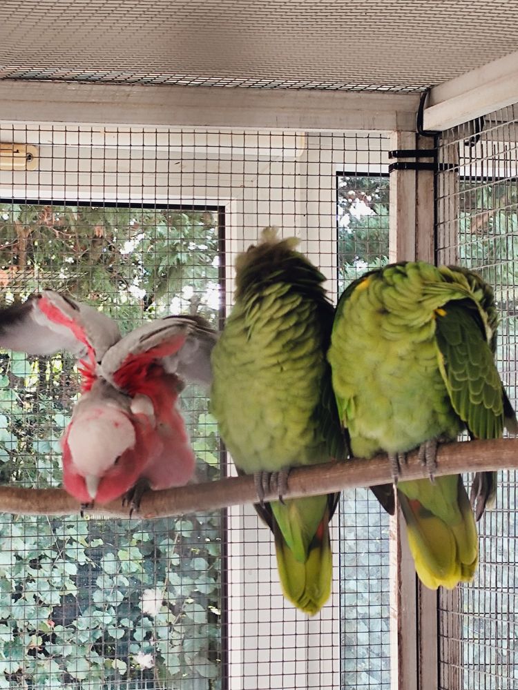 Cacato&egrave;s rosalbin EAM 2024 & amazone &agrave; front bleu EAM 2025 1100 45700 Villemandeur