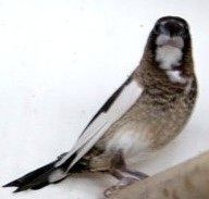 MALA MOINEAUX DU JAPON 2025 7 59480 La bass�e