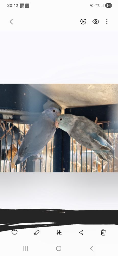 Mini perroquet couple reproducteur touis c&eacute;leste 150 77240 Vert-saint-denis