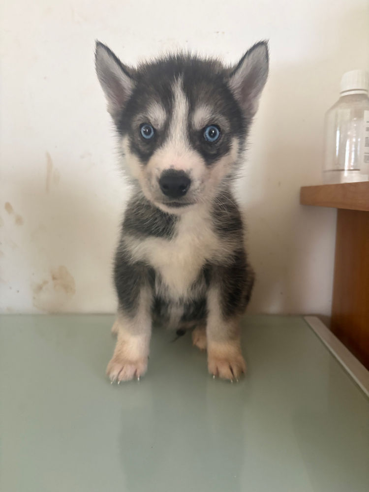 Chios Husky Sib&eacute;rien 0 53500 Saint-denis-de-gastines