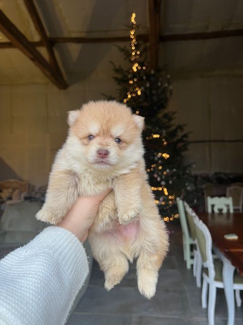 POMSKY 800 24300 Teyjat