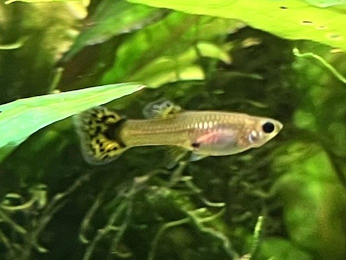 Guppy (Alevins, Jeunes et Adultes, M&acirc;les / Femelles) 1 67170 Brumath