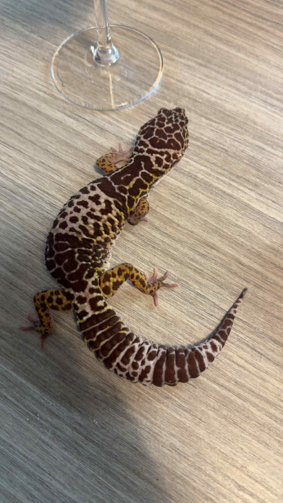 Gecko l&eacute;opard femelle de 5 ans
Eublepharis fuscus. 120 59300 Valenciennes
