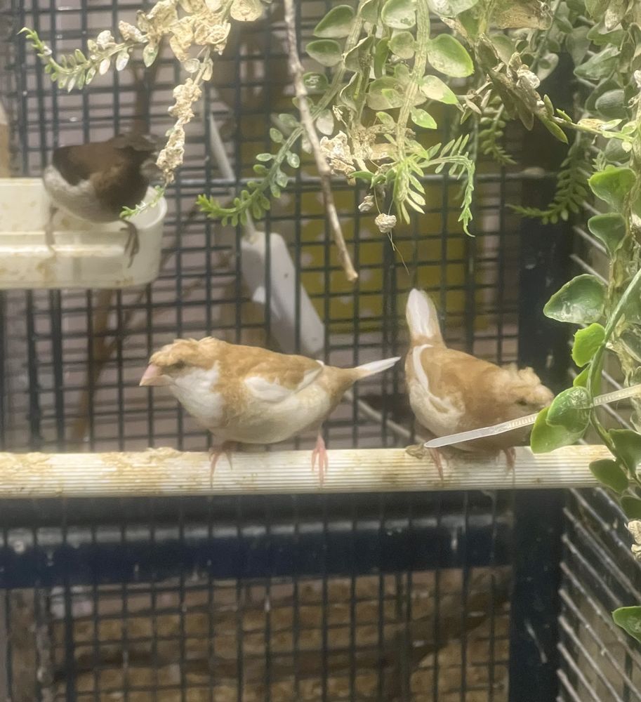 Moineaux du Japon hupp&eacute;s 13 19140 Uzerche