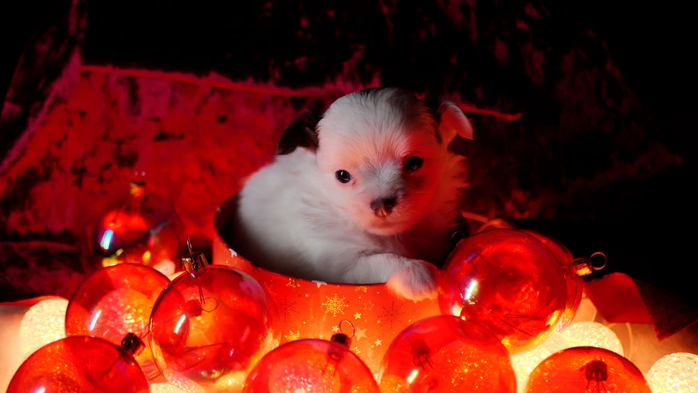 Chiot chihuahua poils longs m&acirc;le blanc et bleu ou chocolat 1400 84190 Suzette