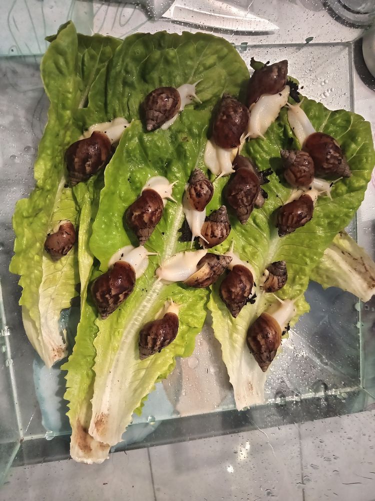  b&eacute;b&eacute;s escargots g&eacute;ants d afrique 5 10100 Romilly-sur-seine