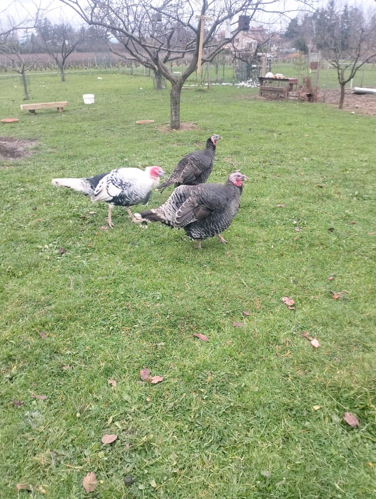 Dindes reproducteurs (2 femelles + 1 m&acirc;le Royal) 100 69400 Gleiz�