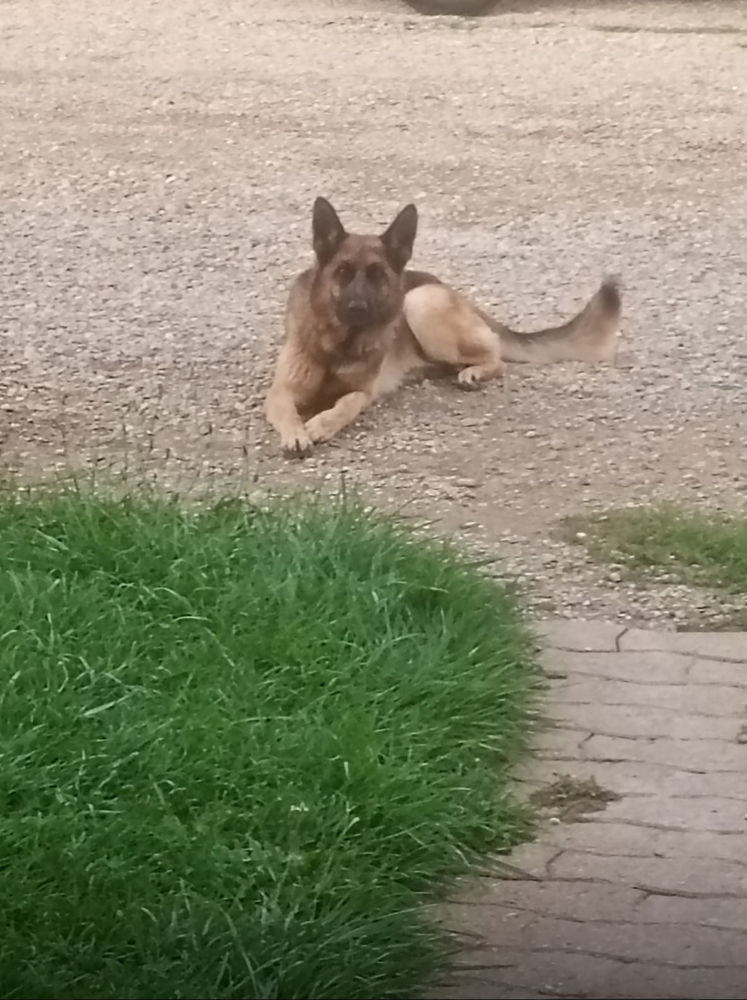 Don jeune berger allemand &agrave; contre coeur 0 01390 Mionnay