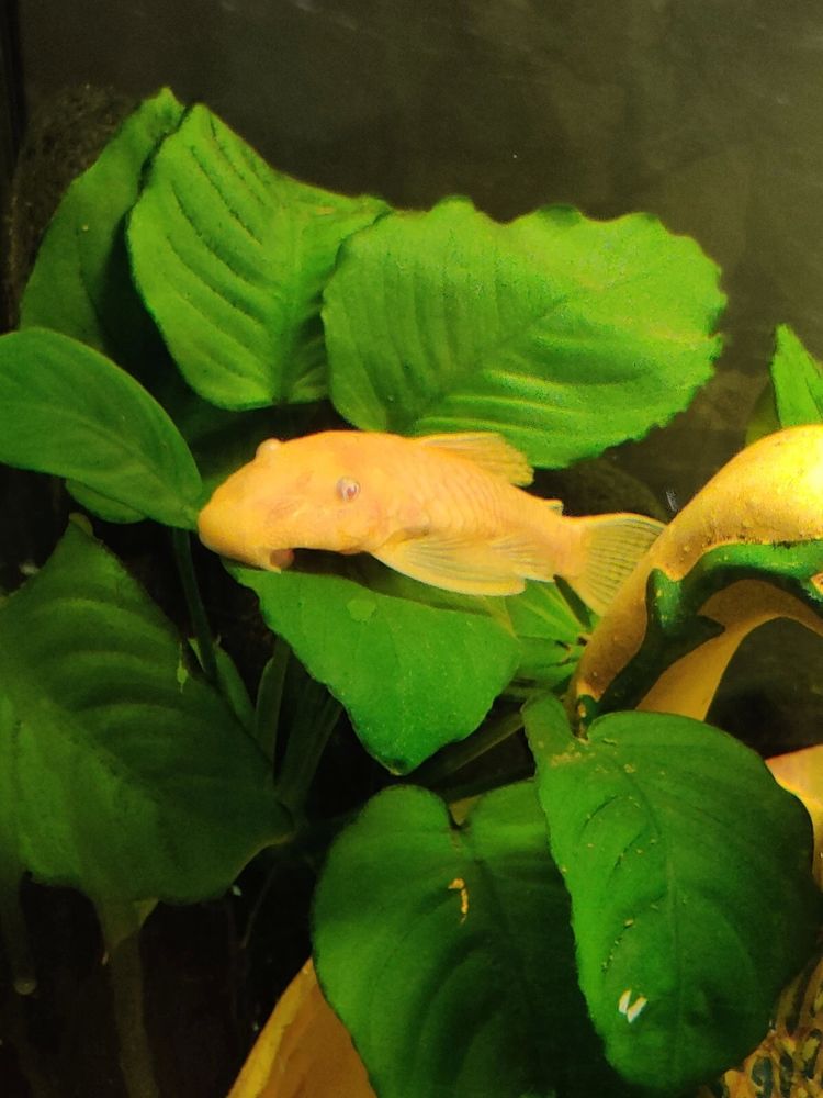 Ancistrus dolichopterus (Ancistrus Gold) 4 84500 Boll�ne