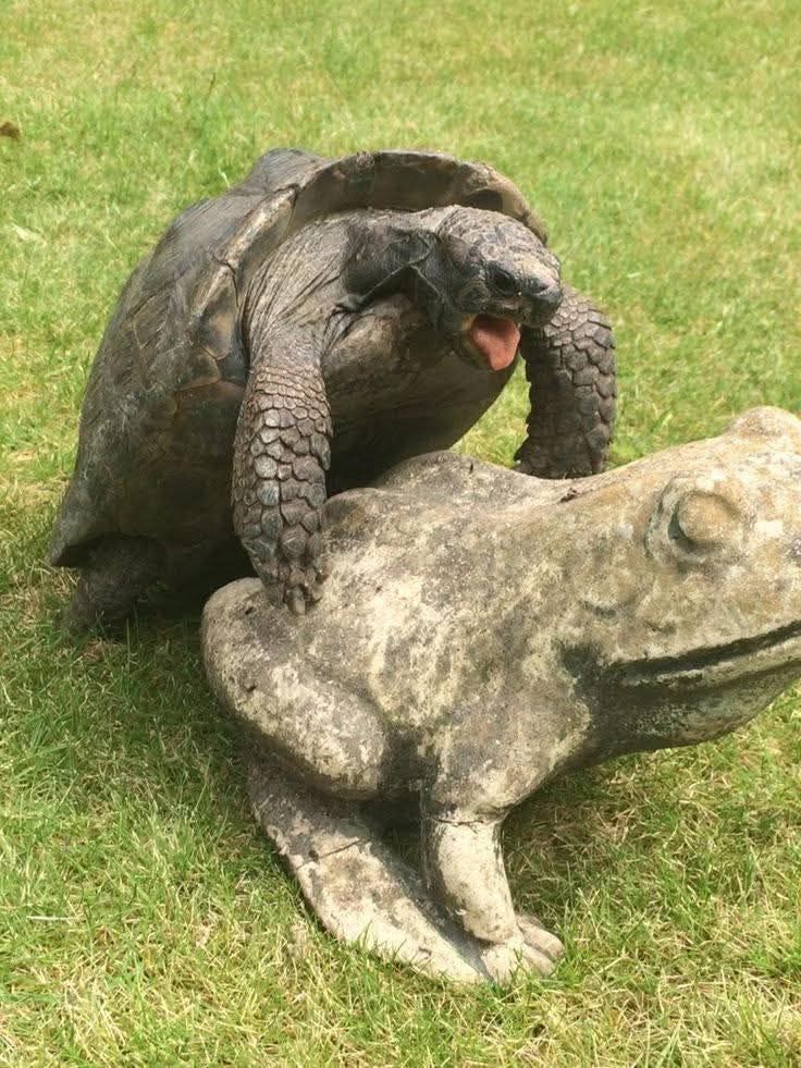 Recherche tortue l'eau Alligator b&eacute;b&eacute; 100 71000 M�con