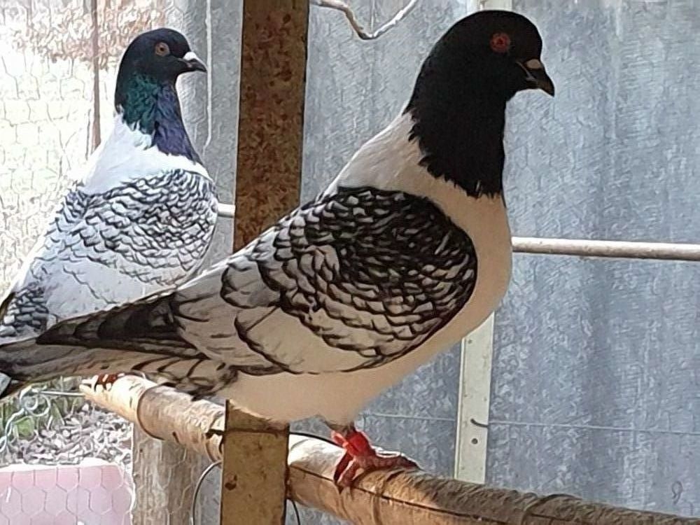 pigeons 30 84750 Saint-martin-de-castillon