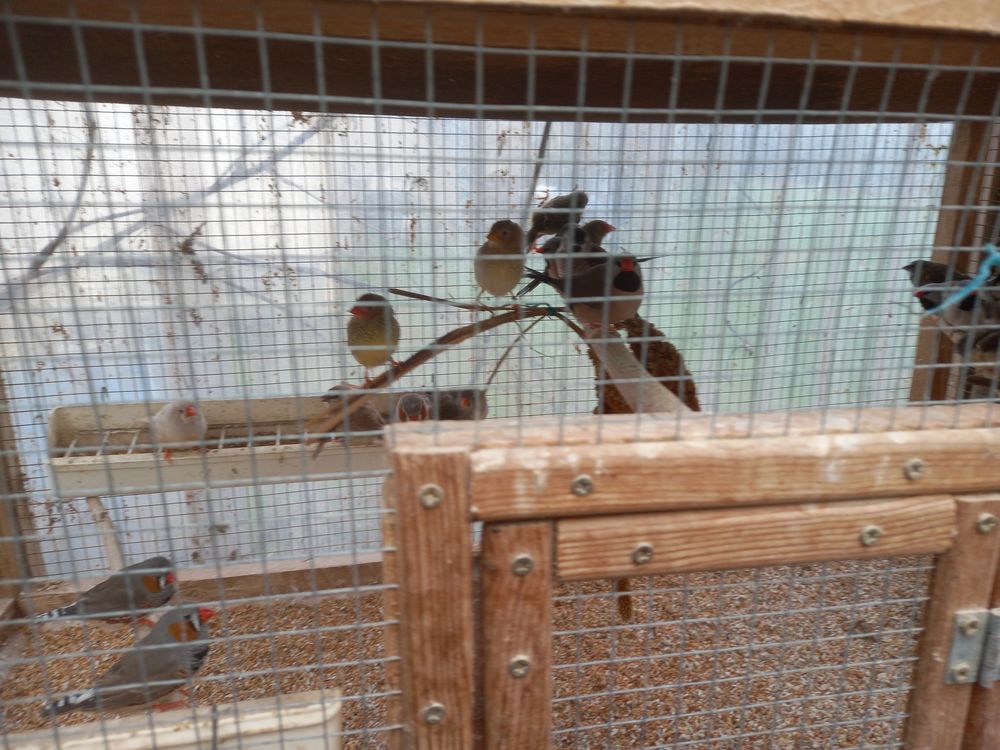 Oiseaux exotique et croches 40 82600 Saint-sardos