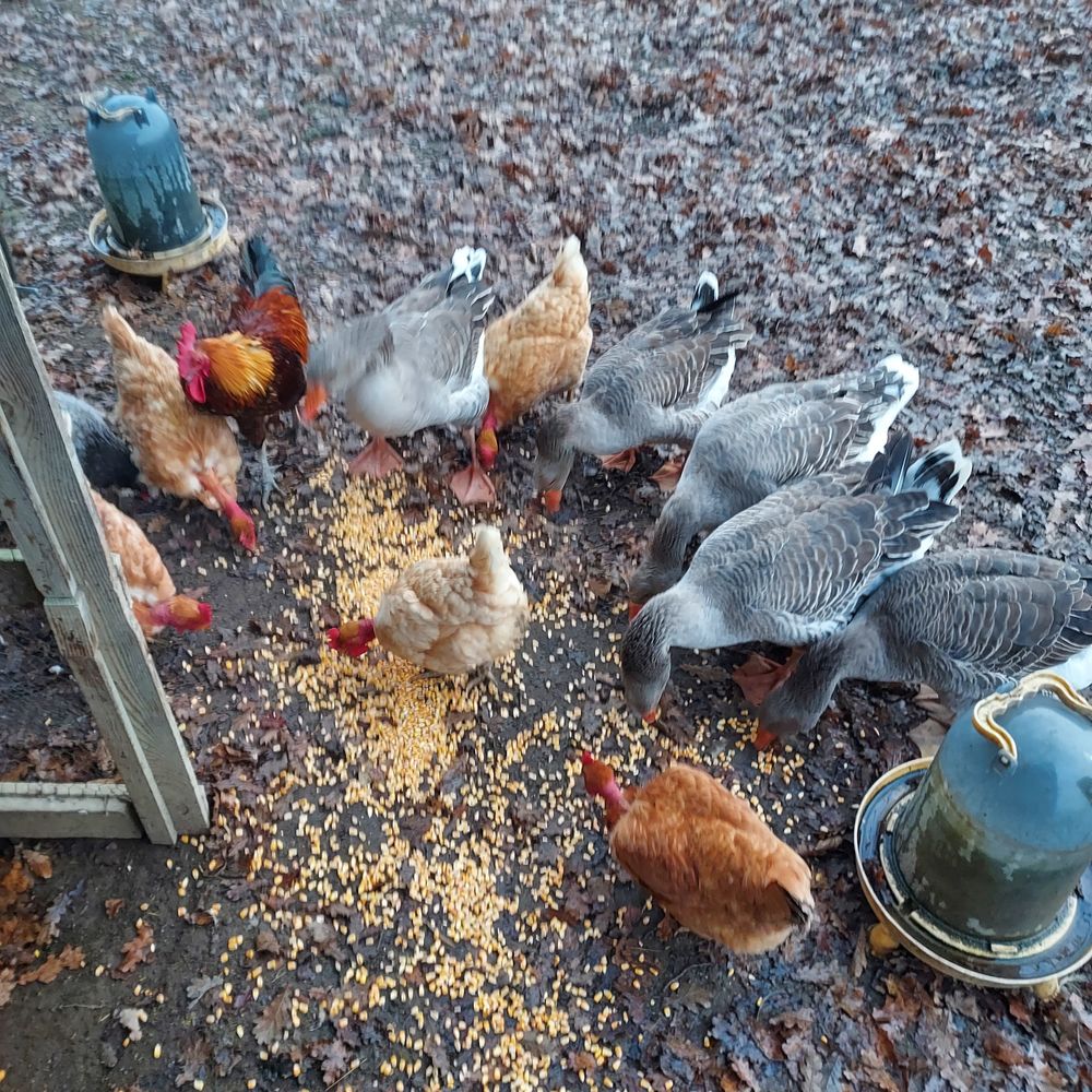 Oies de toulouse 25 32160 Saint-aunix-lengros