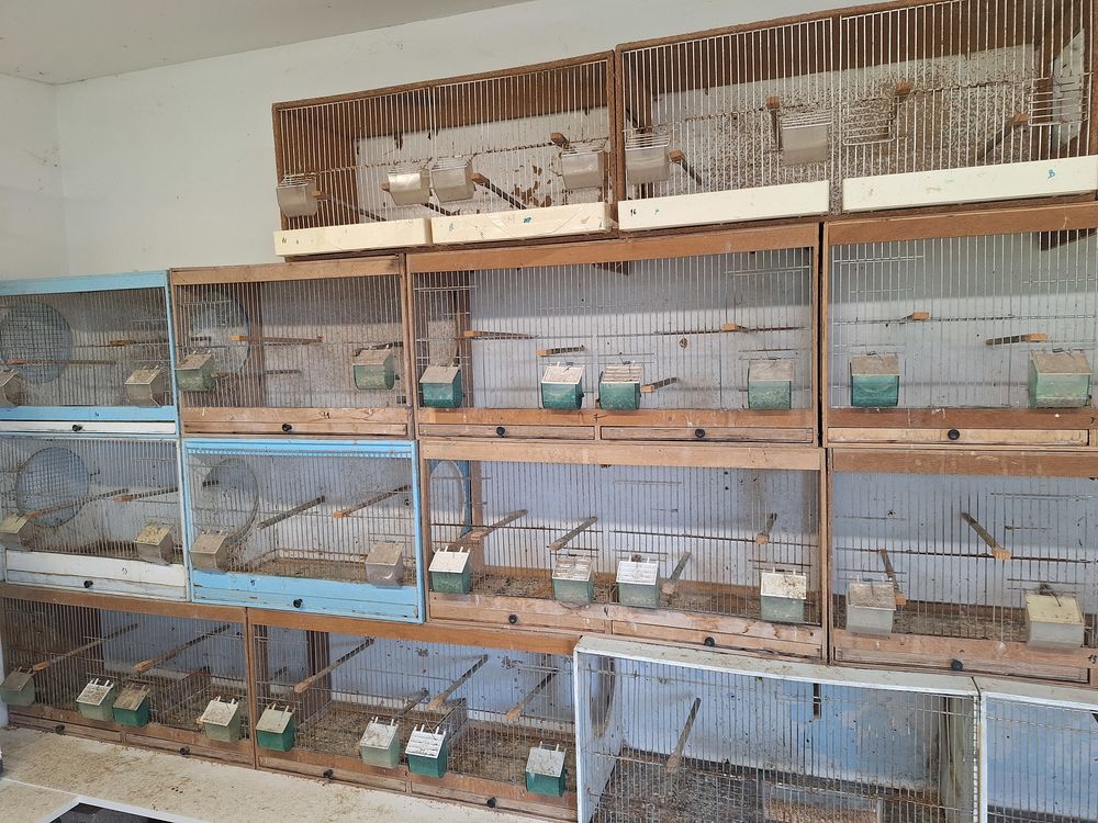 Cages oiseaux 15 33440 Ambar�s-et-lagrave