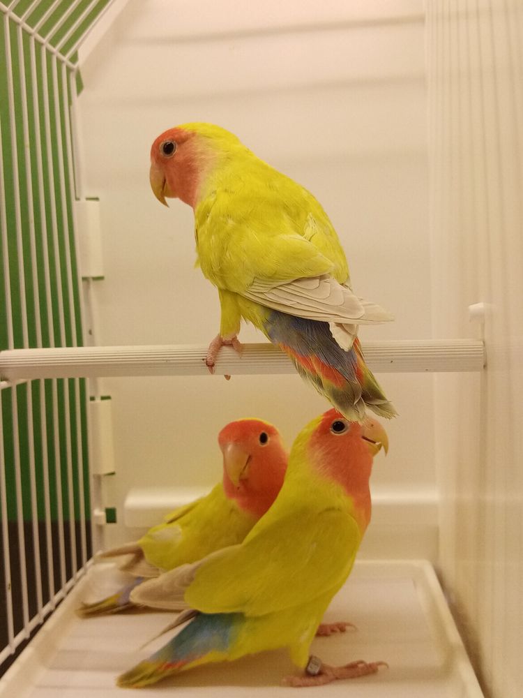 Ins&eacute;parables roseicollis 2025 40 38110 Dolomieu