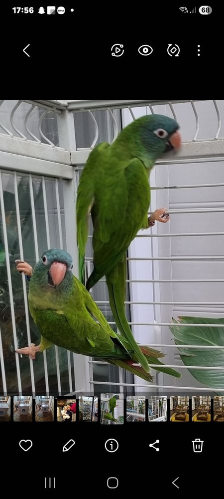 Couple de conure &agrave; t&ecirc;te bleue 400 50120 �queurdreville-hainneville