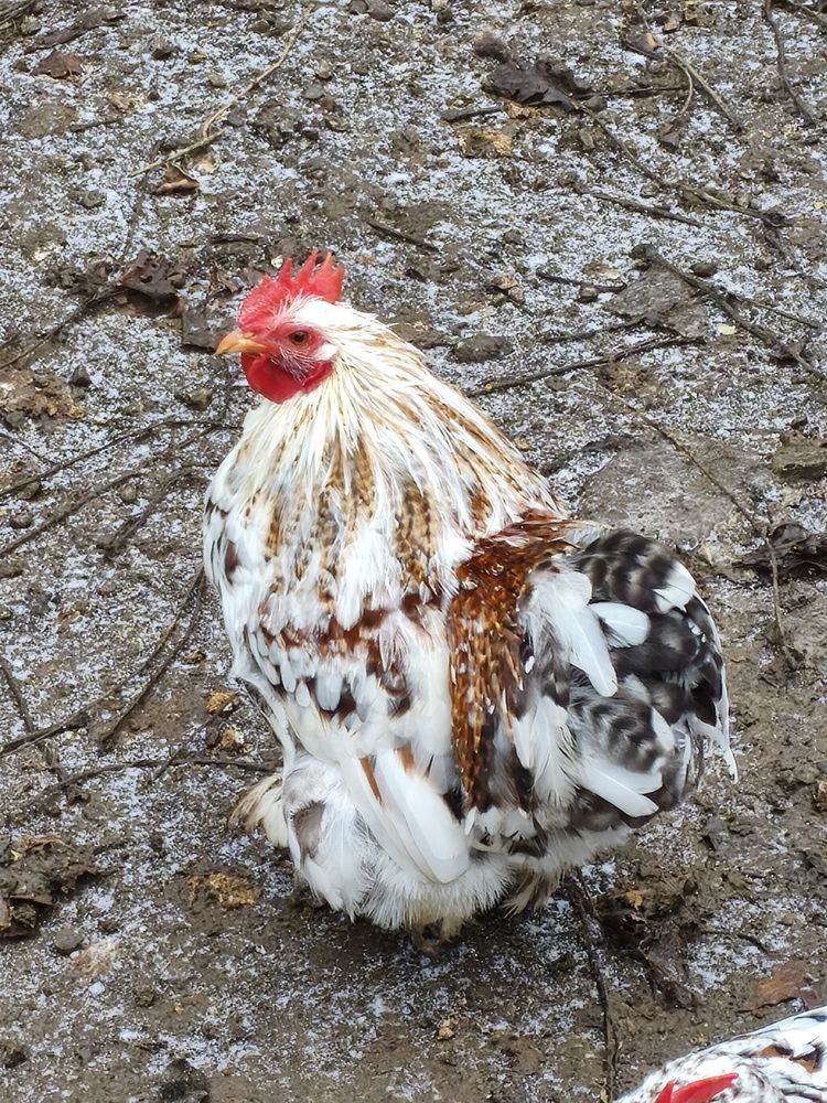 coq battam de pekin /cochin 15 59440 S�meries