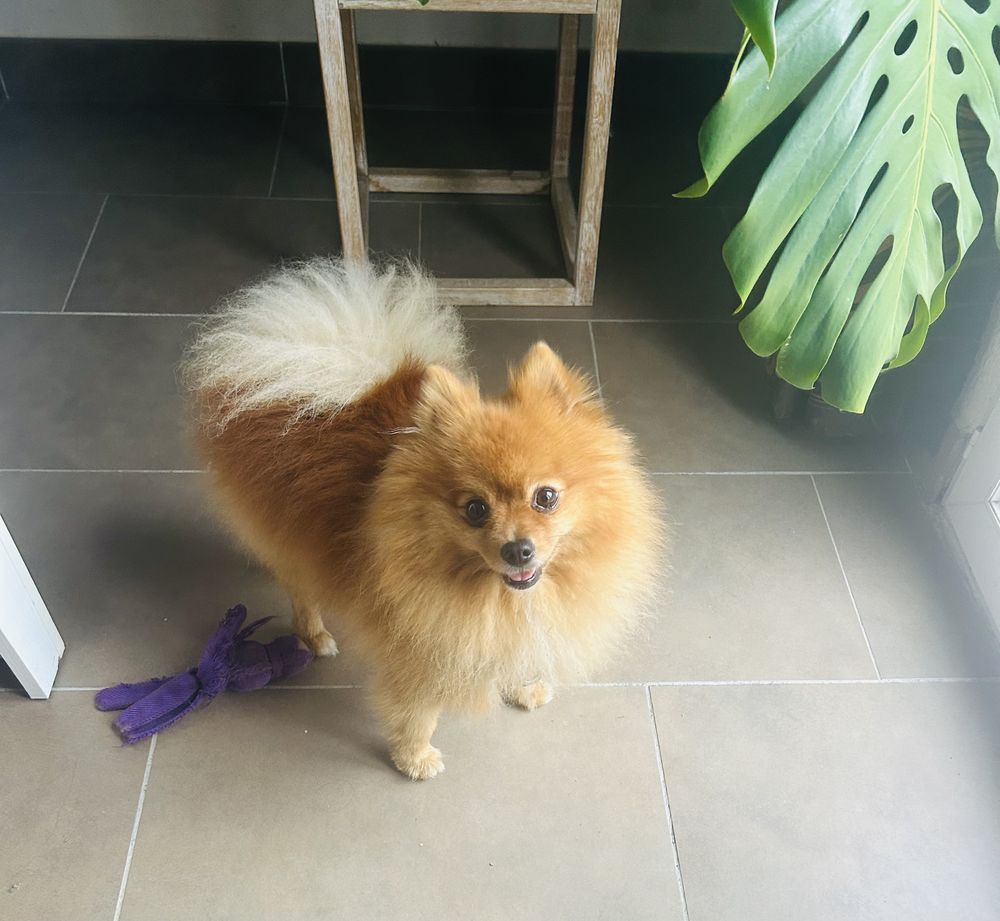 Garde de chien/Dog sitter sur Peymeinade 
20 06530 Peymeinade