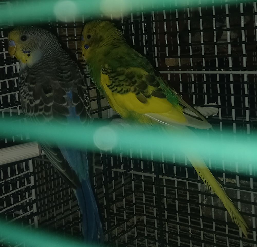 Perruche ondulee 10 54700 Pont-�-mousson