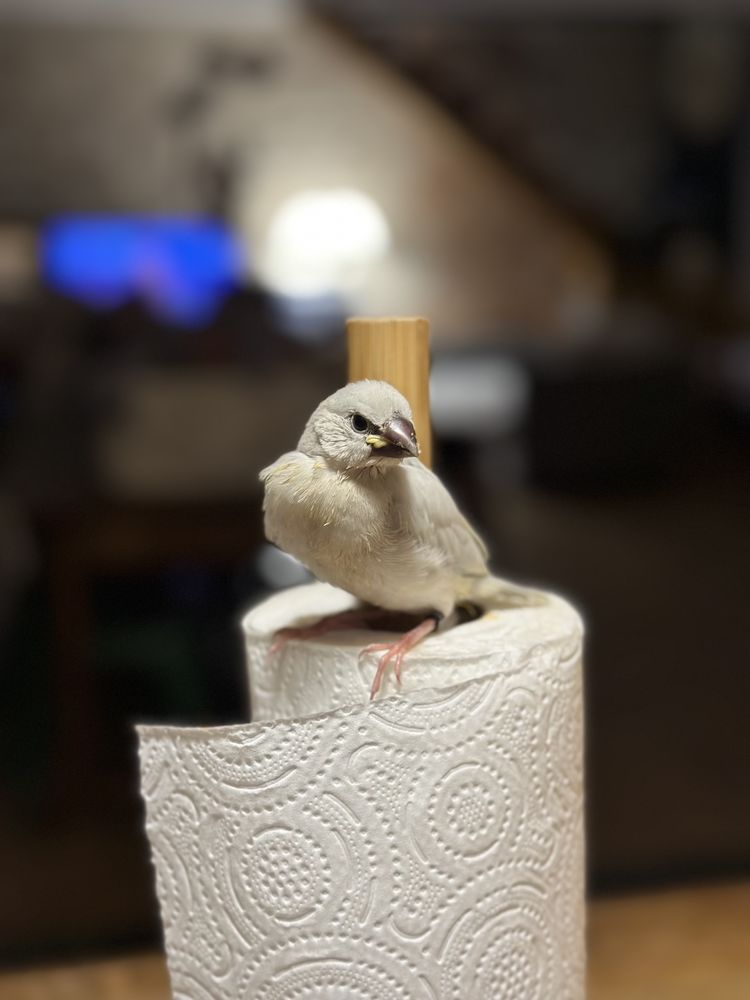 Padda &eacute;l&egrave;ves &agrave; la main 90 24000 P�rigueux