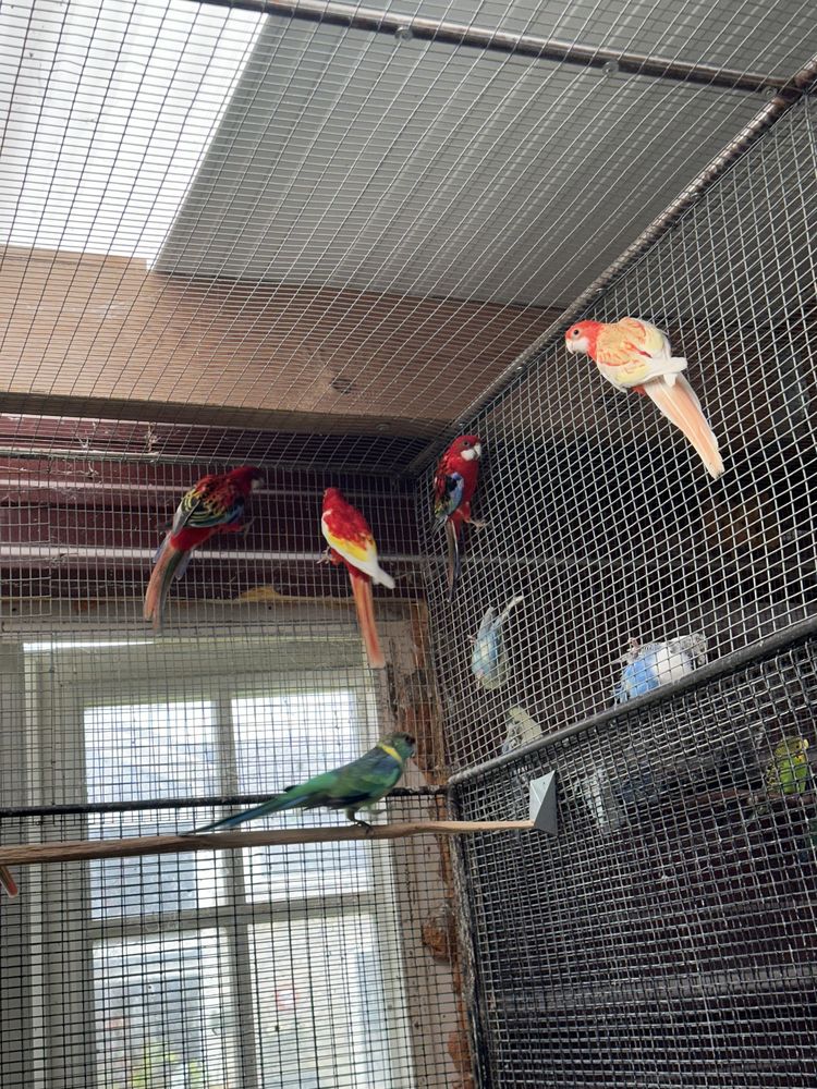 Omnicolores m&acirc;les 80 24000 P�rigueux