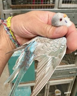 Perruches Dun Fallow black wing 50 24000 P�rigueux