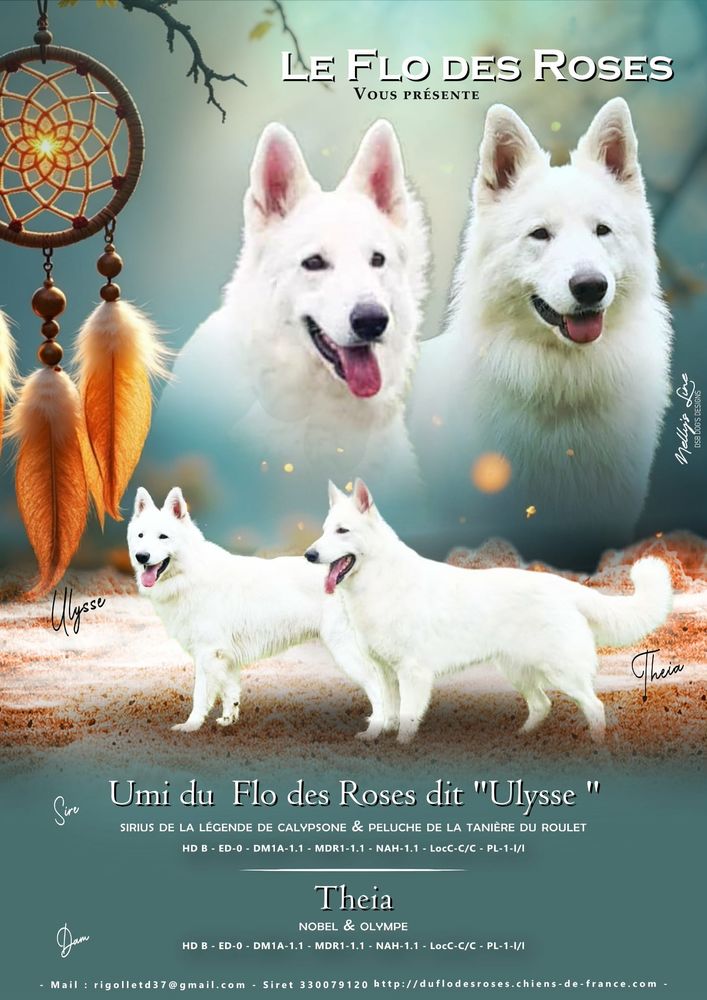 Chiots Berger Blanc Suisse  LOF 1500 37600 Loches