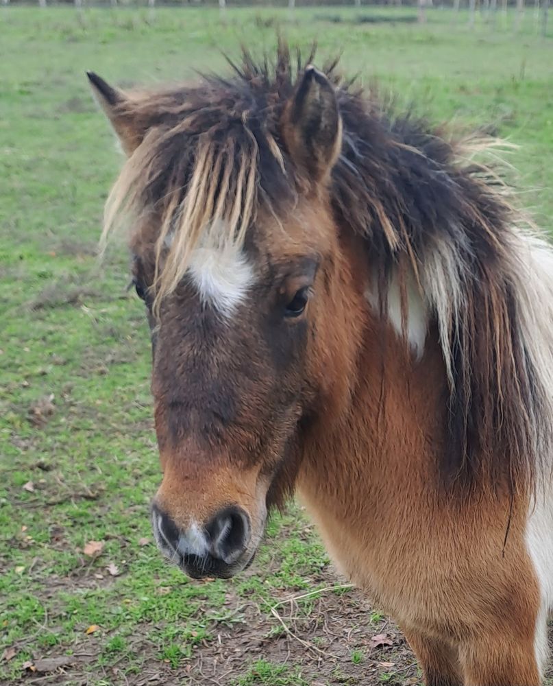 tr&egrave;s belle ponette shetland 3 ans 1500 72200 La fl�che