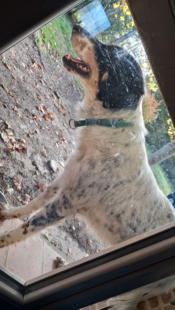 Chienne Setter anglais crois&eacute; border collie 0 09210 L�zat-sur-l�ze