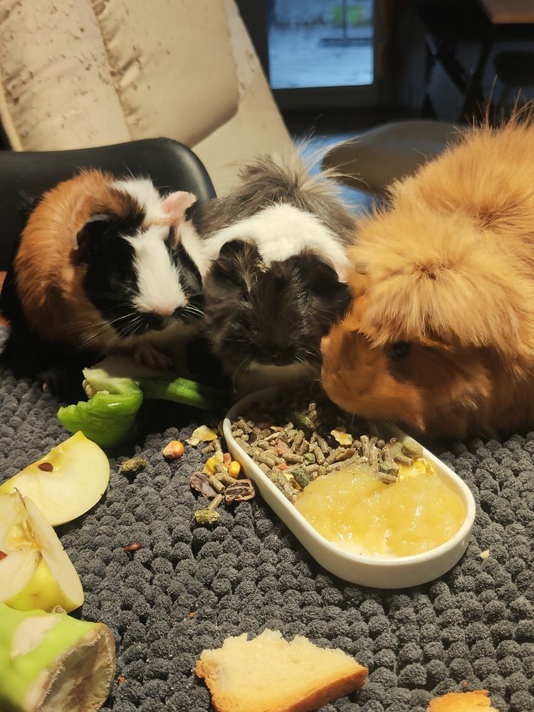 Cochon d'Inde  peruvien 25 17500 Saint-germain-de-lusignan