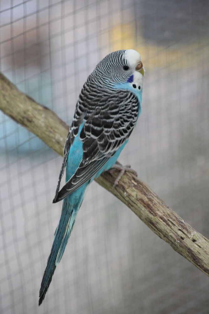 Perruches ondul&eacute;es 10 44130 Notre-dame-des-landes