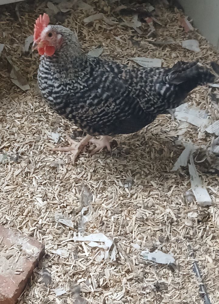 Couple coq et poule coucou 30 39230 Vers-sous-selli�res