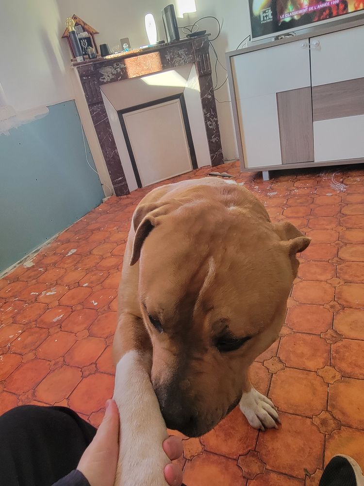 Don de mo?n chien american.bully xl 0 91260 Juvisy-sur-orge