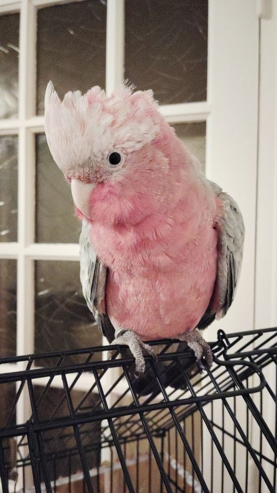 Ros&eacute;lbin perroquet 1000 45500 Gien