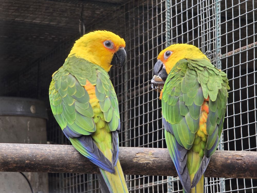 Conures diverses esp&egrave;ces et Lori de swainson 0 83330 Le castellet