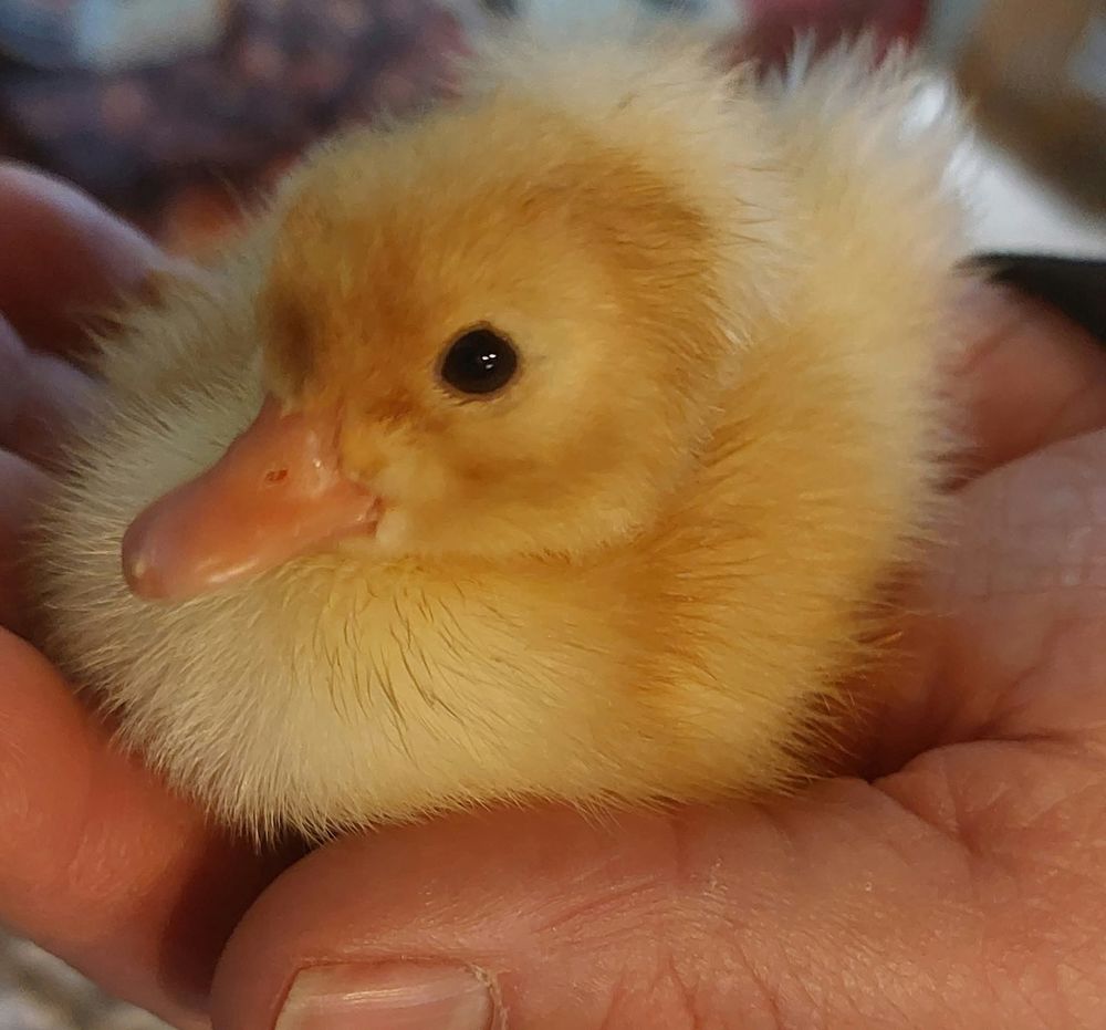 Poule canard oies faisan 1 34725 Jonqui�res