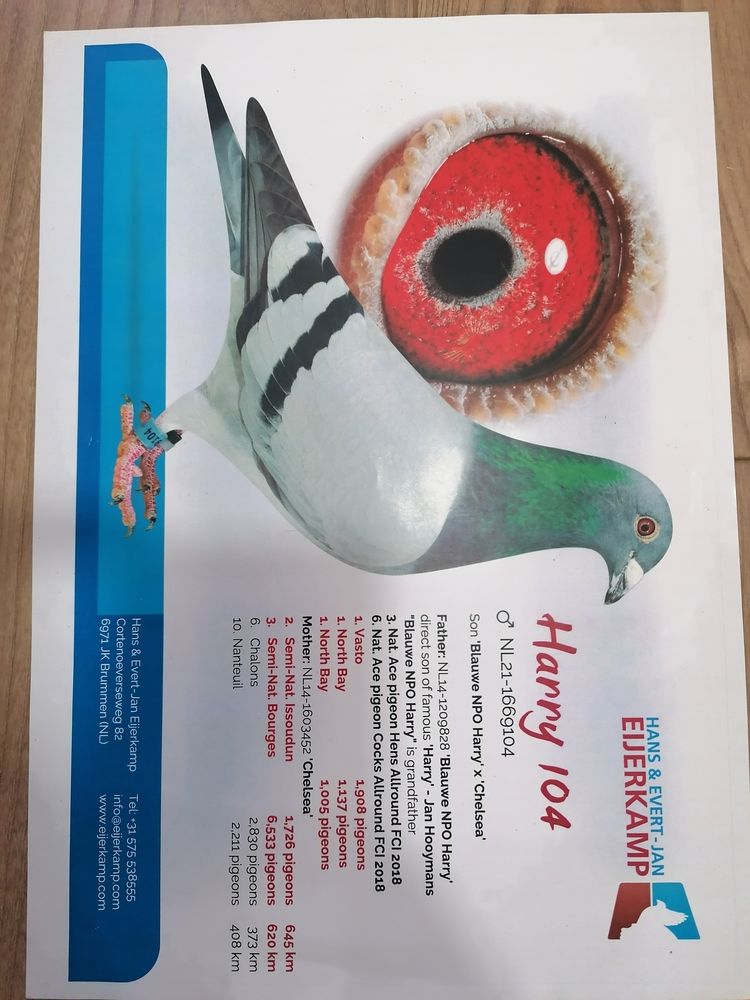 Pigeons voyageurs non bagues 10 60730 Sainte-genevi�ve